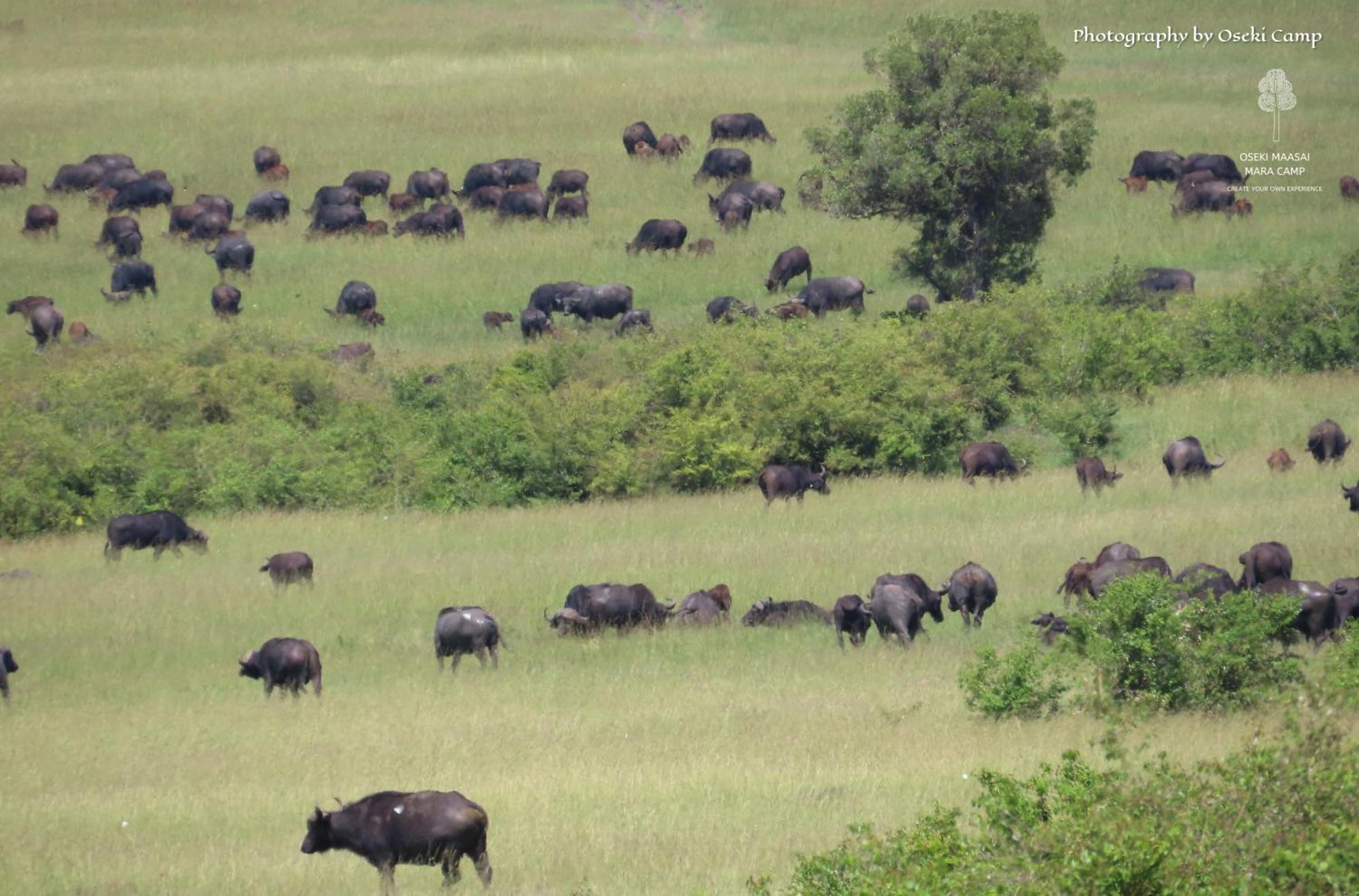 Oseki Maasai Mara Camp Hotel Narok Екстериор снимка
