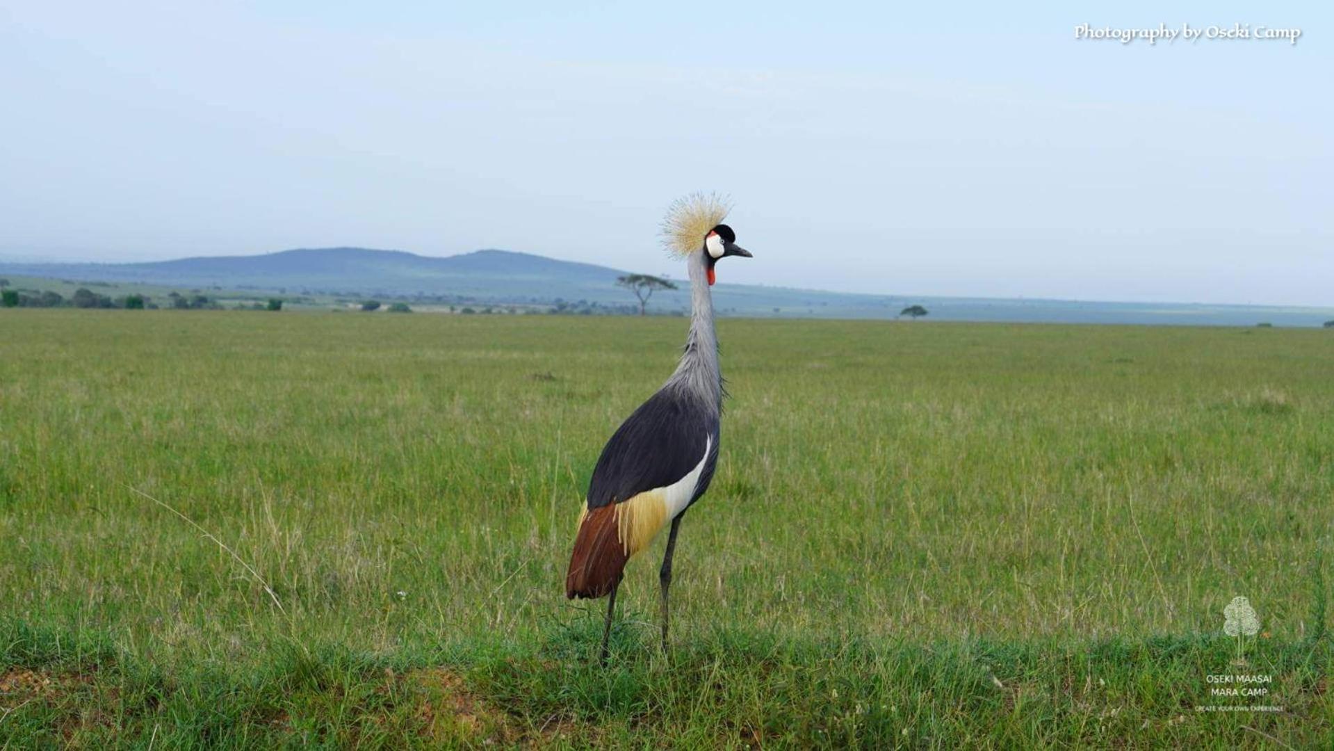 Oseki Maasai Mara Camp Hotel Narok Екстериор снимка