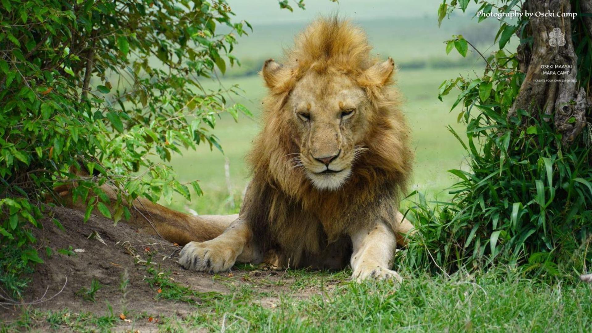 Oseki Maasai Mara Camp Hotel Narok Екстериор снимка