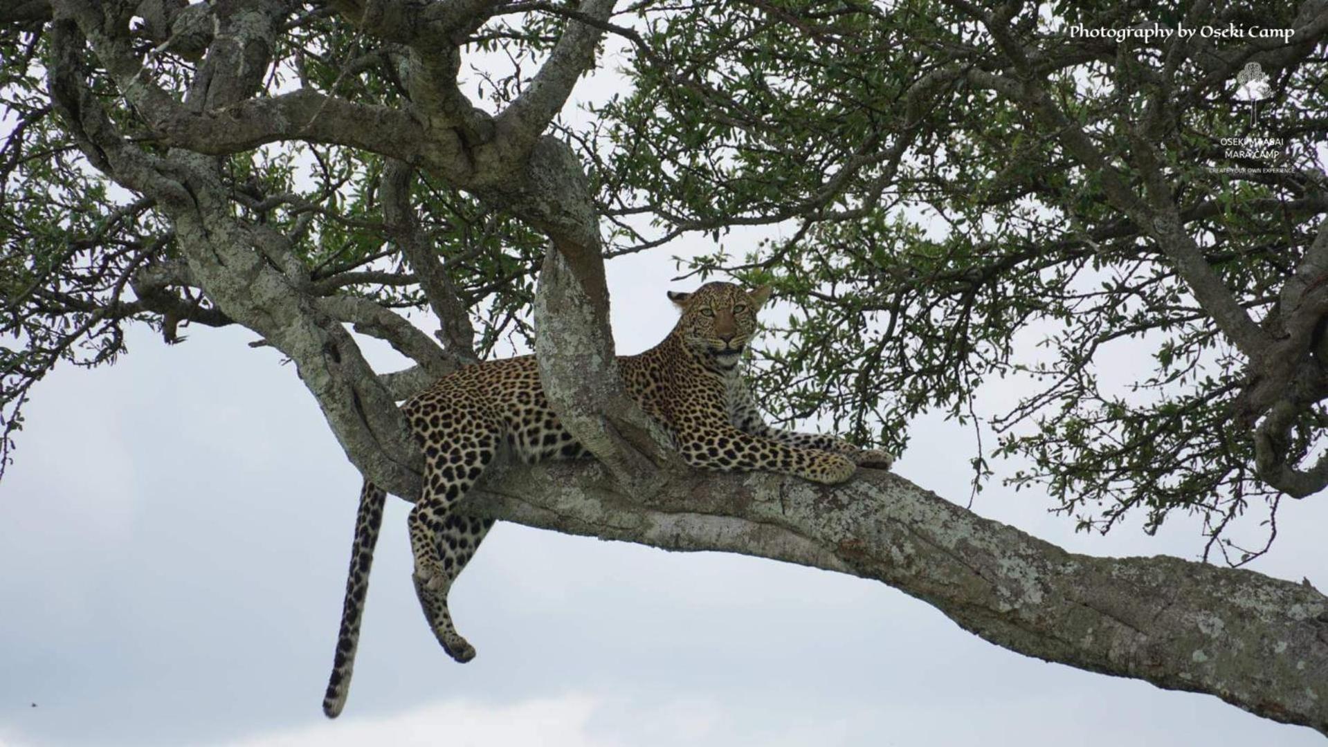 Oseki Maasai Mara Camp Hotel Narok Екстериор снимка