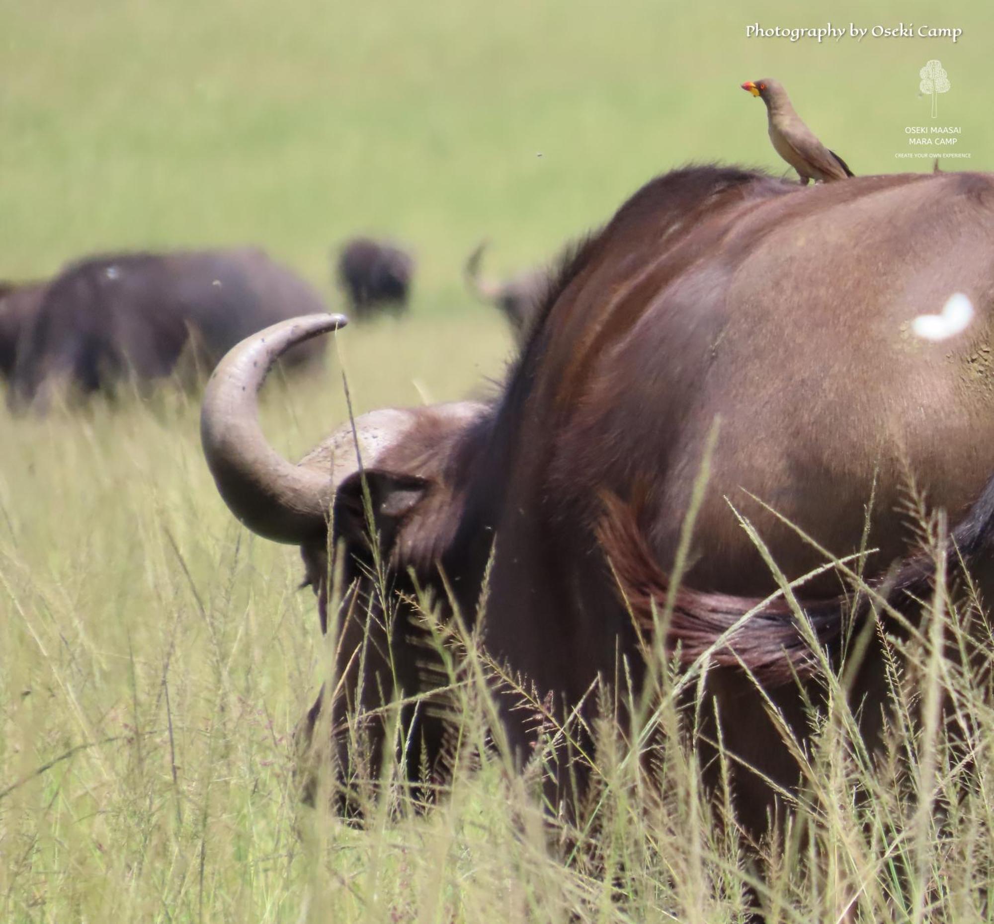 Oseki Maasai Mara Camp Hotel Narok Екстериор снимка