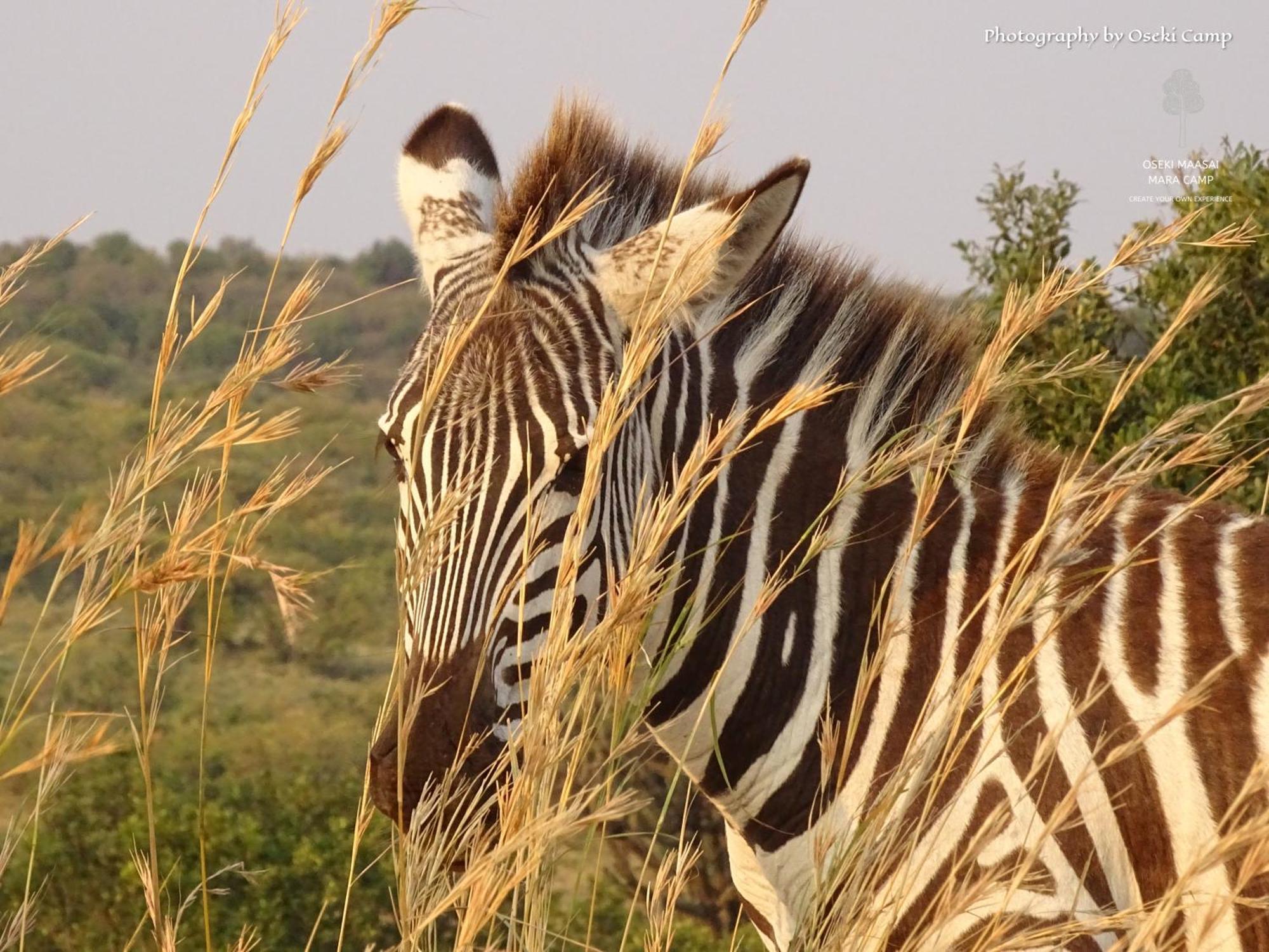 Oseki Maasai Mara Camp Hotel Narok Екстериор снимка