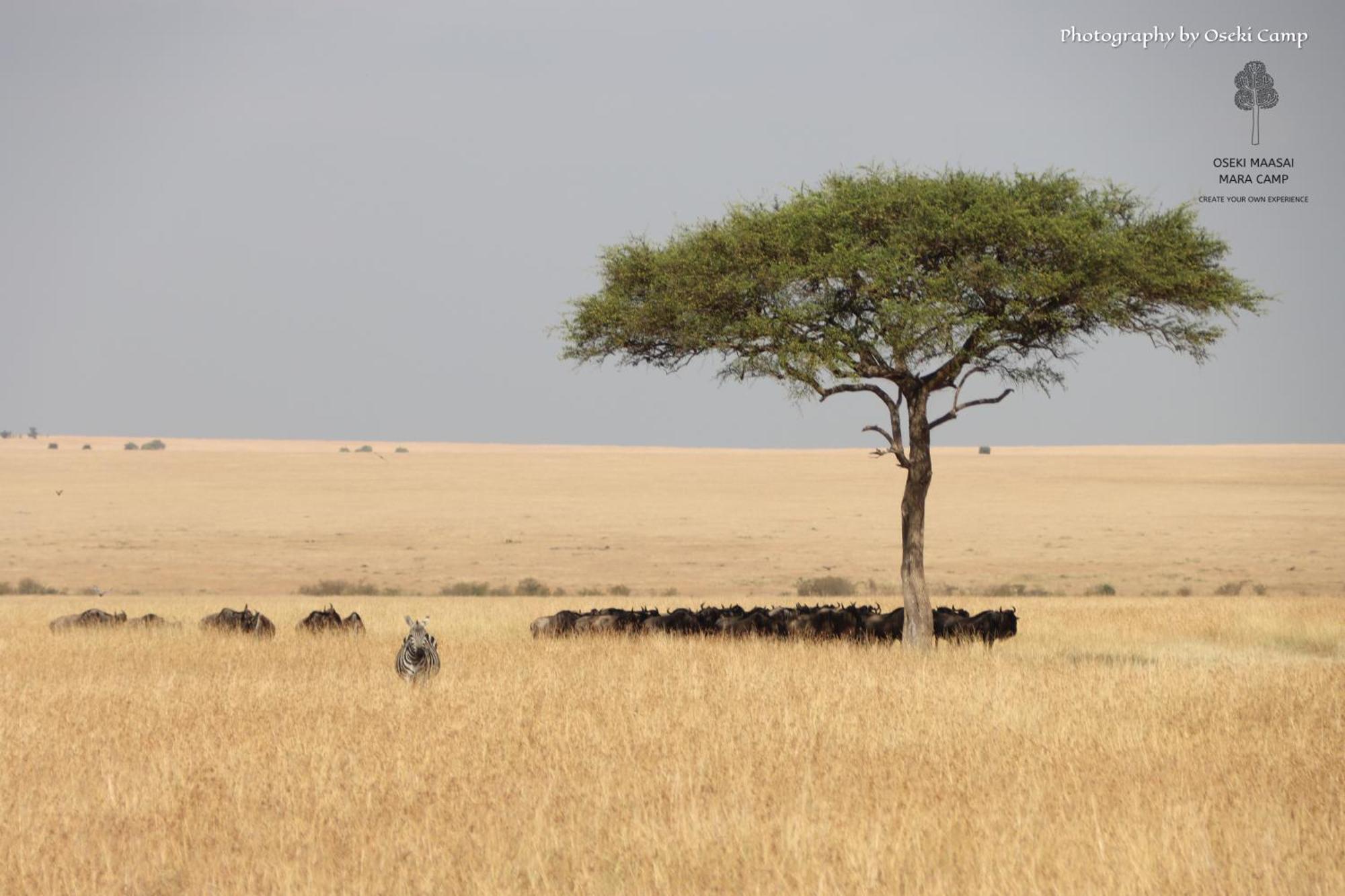 Oseki Maasai Mara Camp Hotel Narok Екстериор снимка